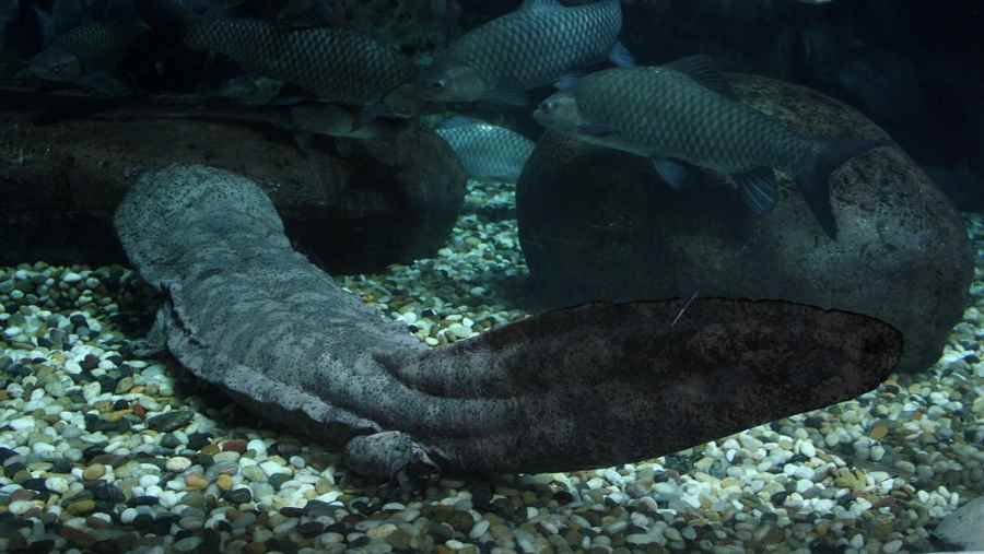 Giant salamander threatened with extinction. Other amphibian species are also declining