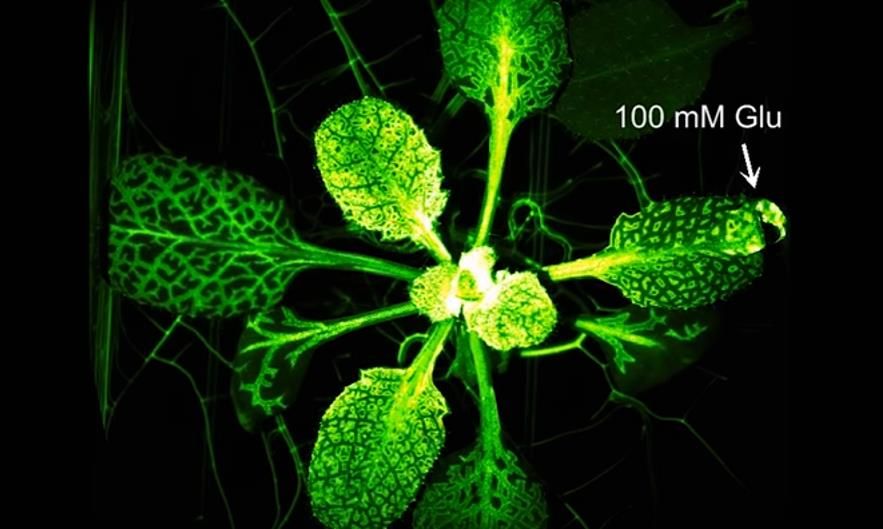 Plants have their own nervous system